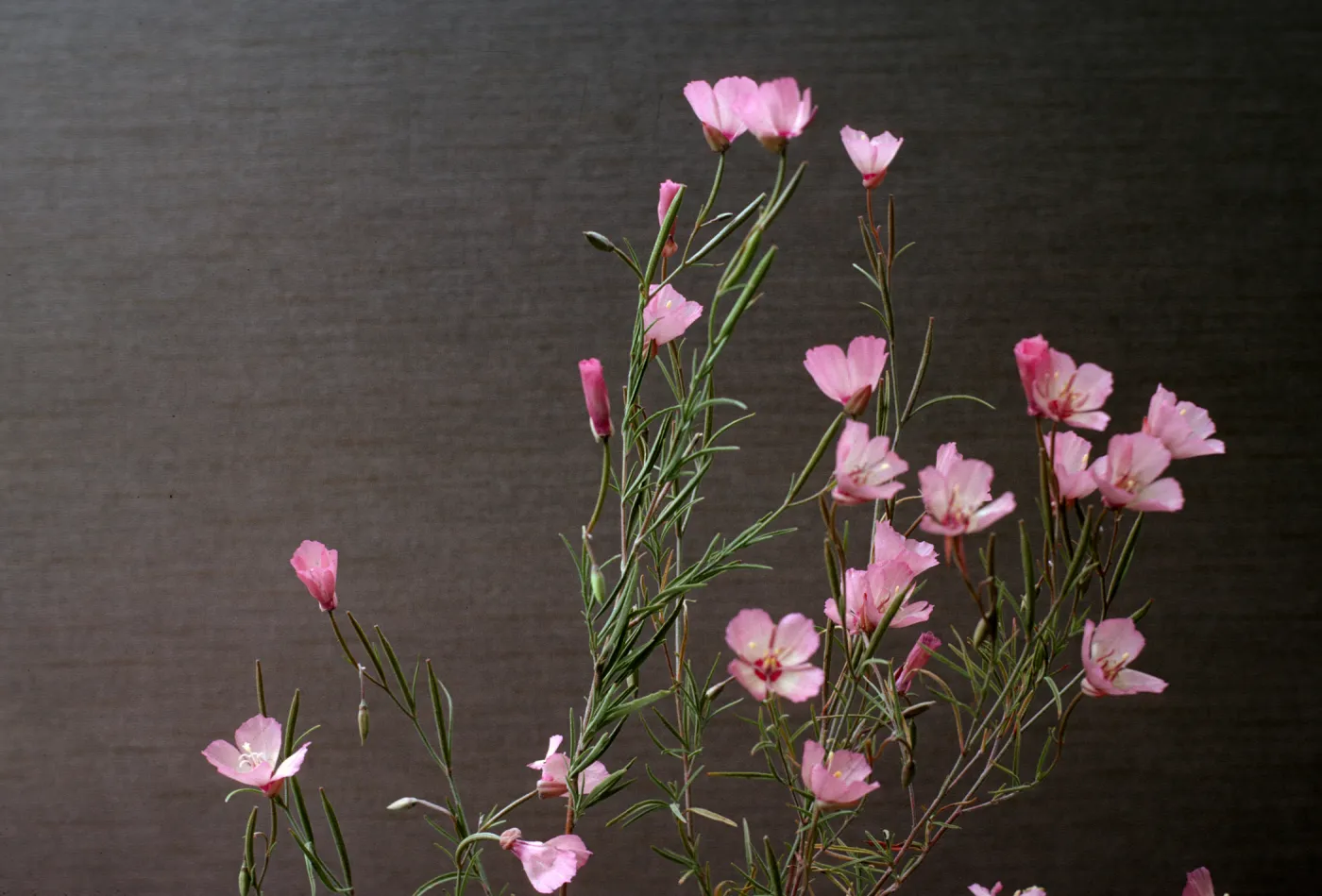 Clarkia cylindrica