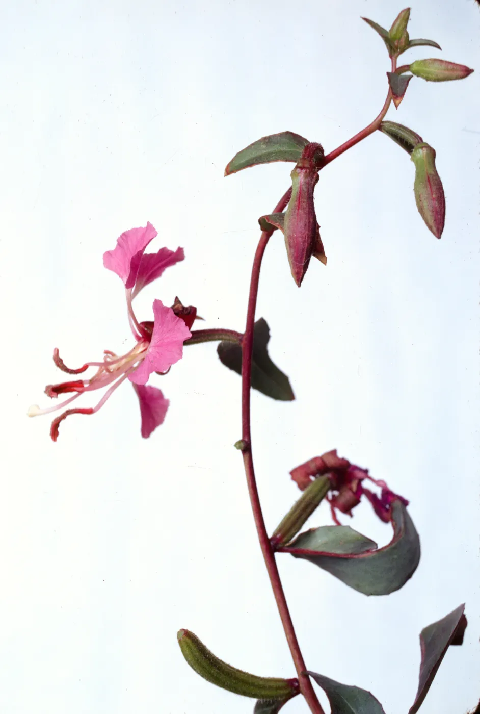Clarkia unguiculata