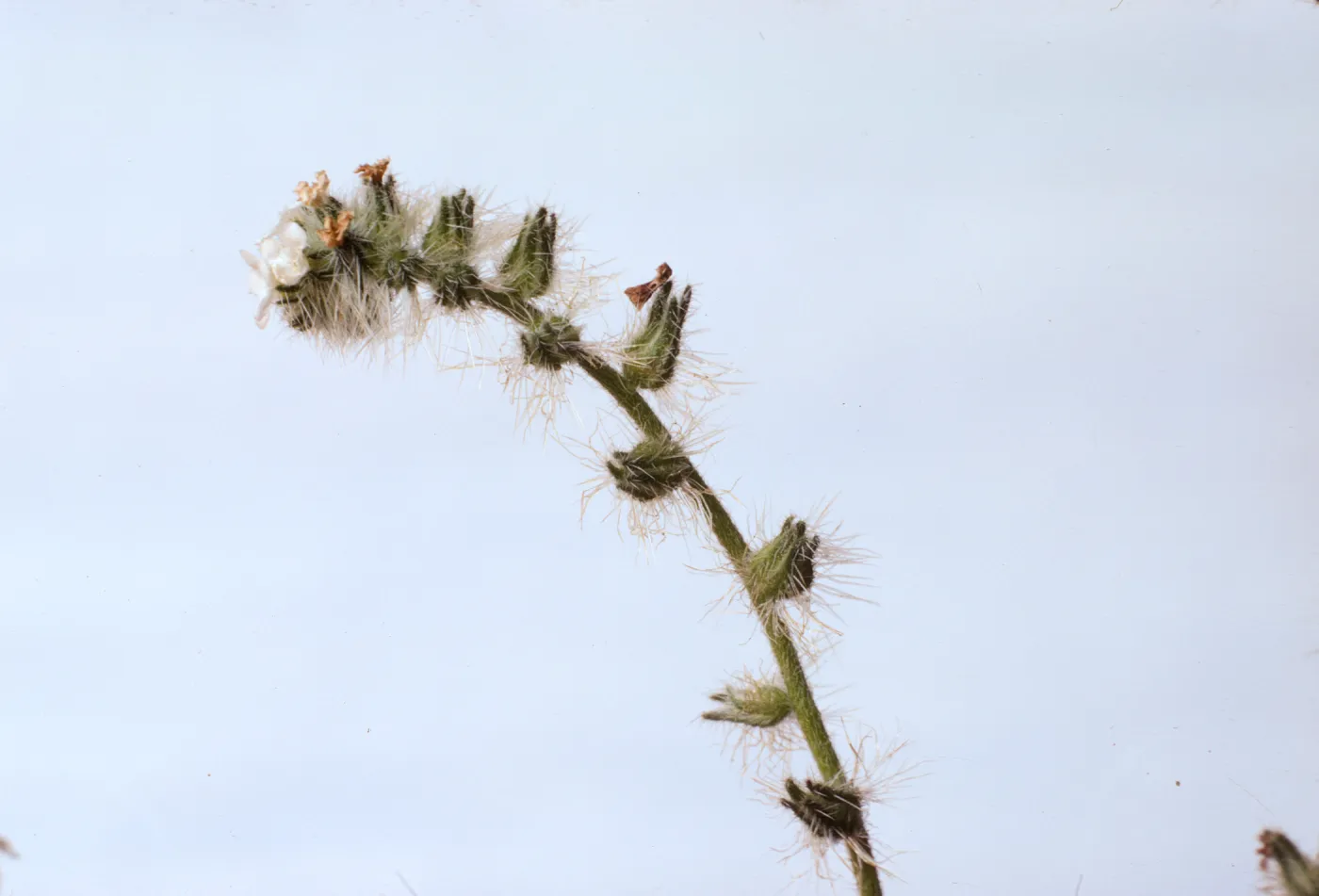 Cryptantha clevelandii 