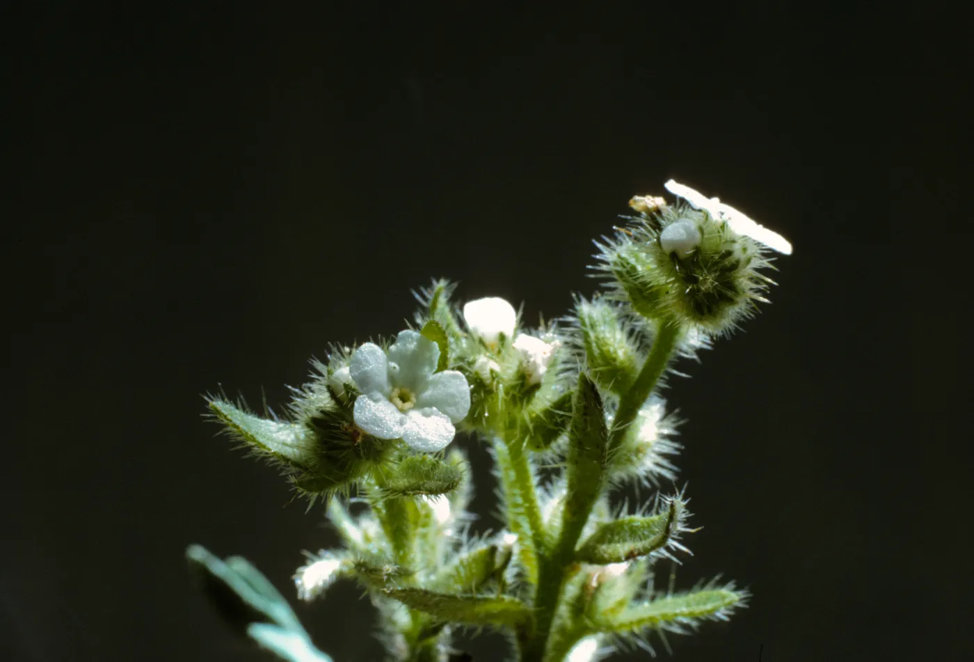 Cryptantha clevelandii 