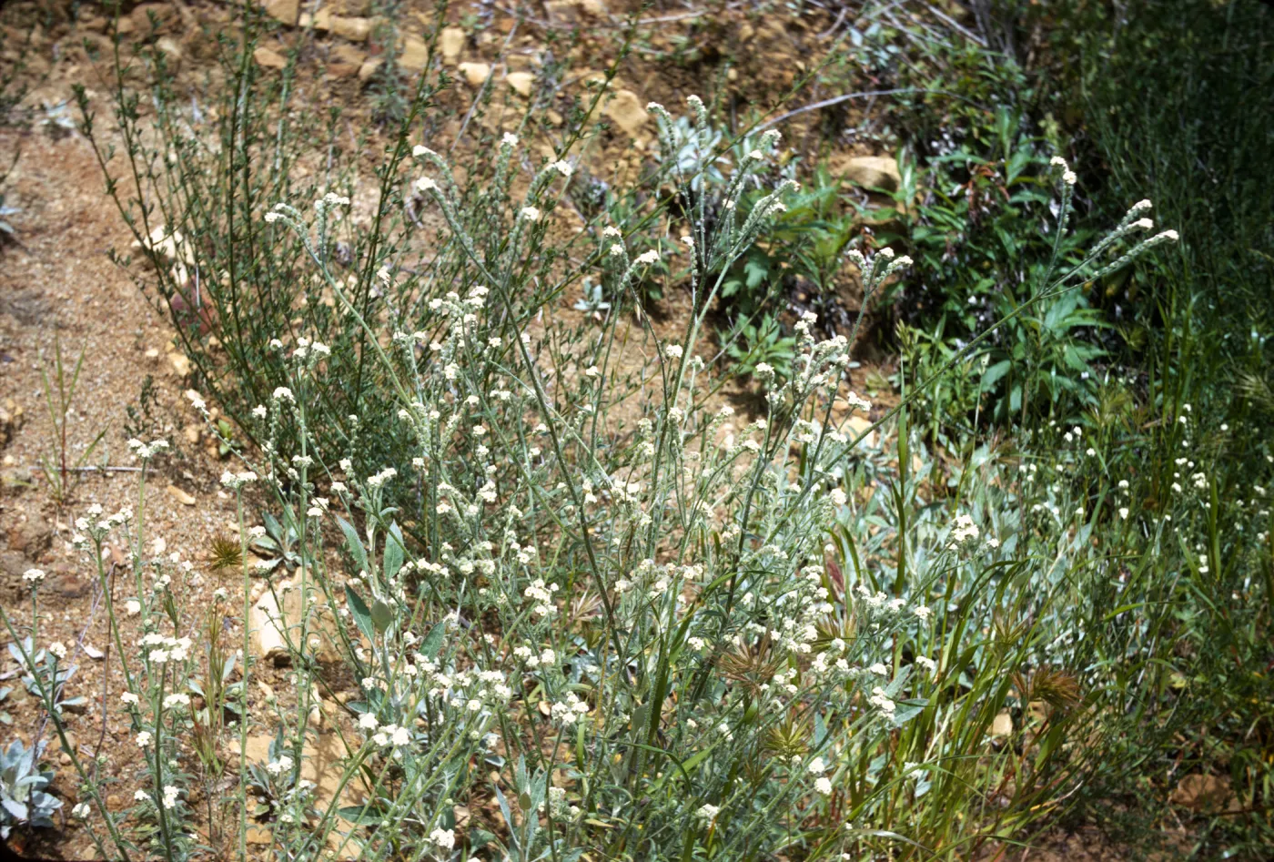 Cryptantha muricata