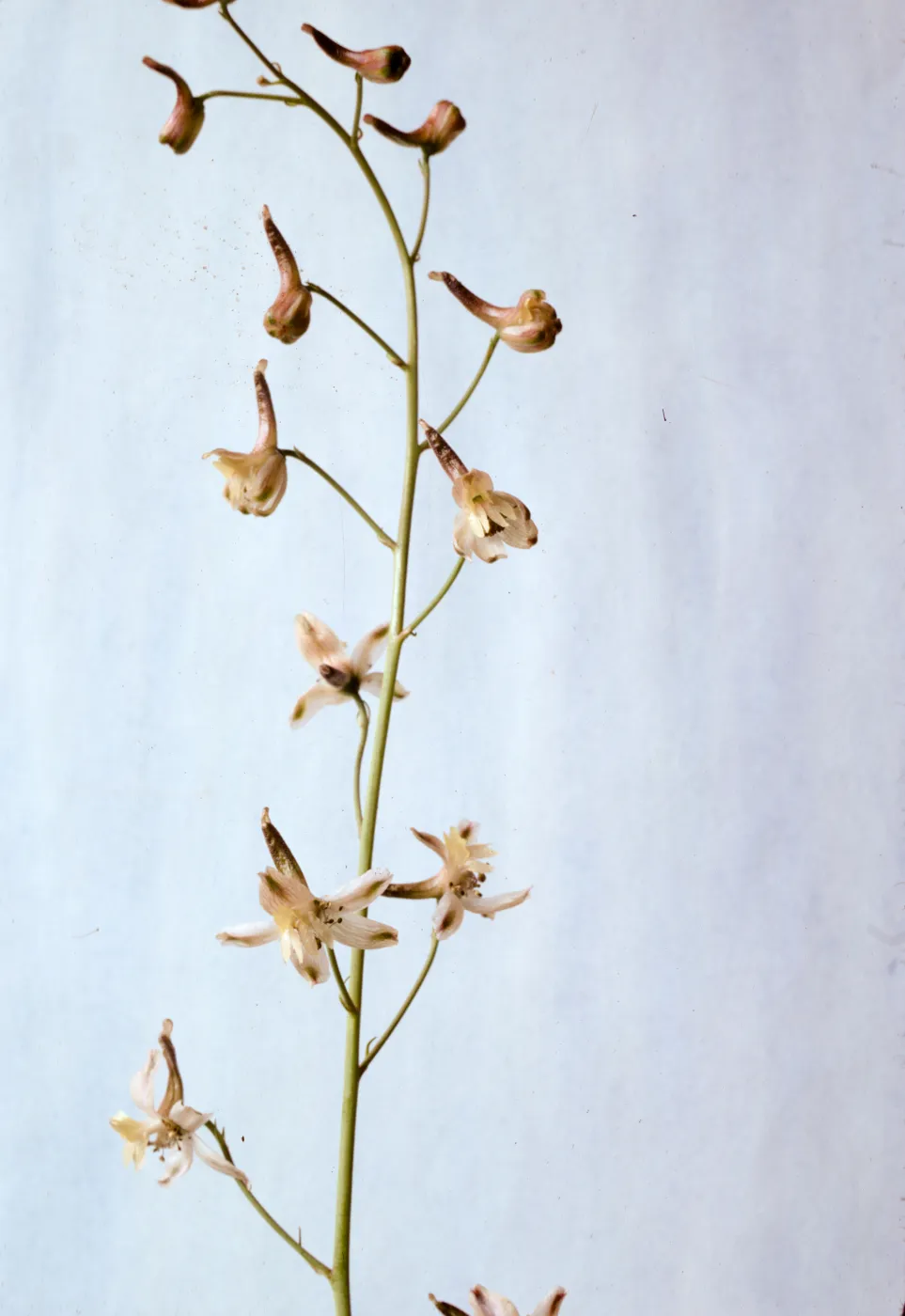 Delphinium inopinum 