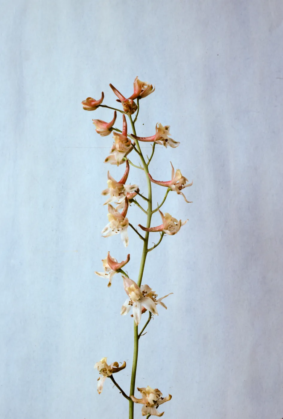 Delphinium inopinum 