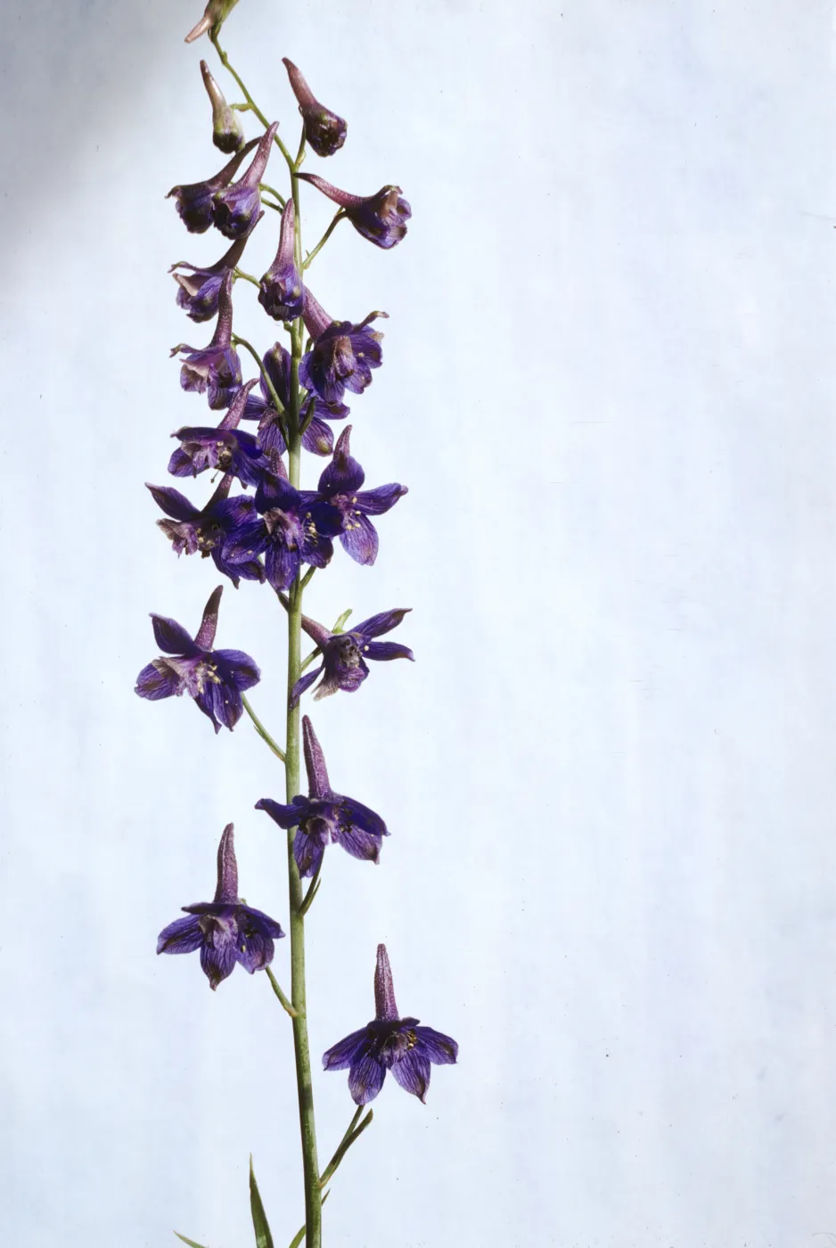 Delphinium