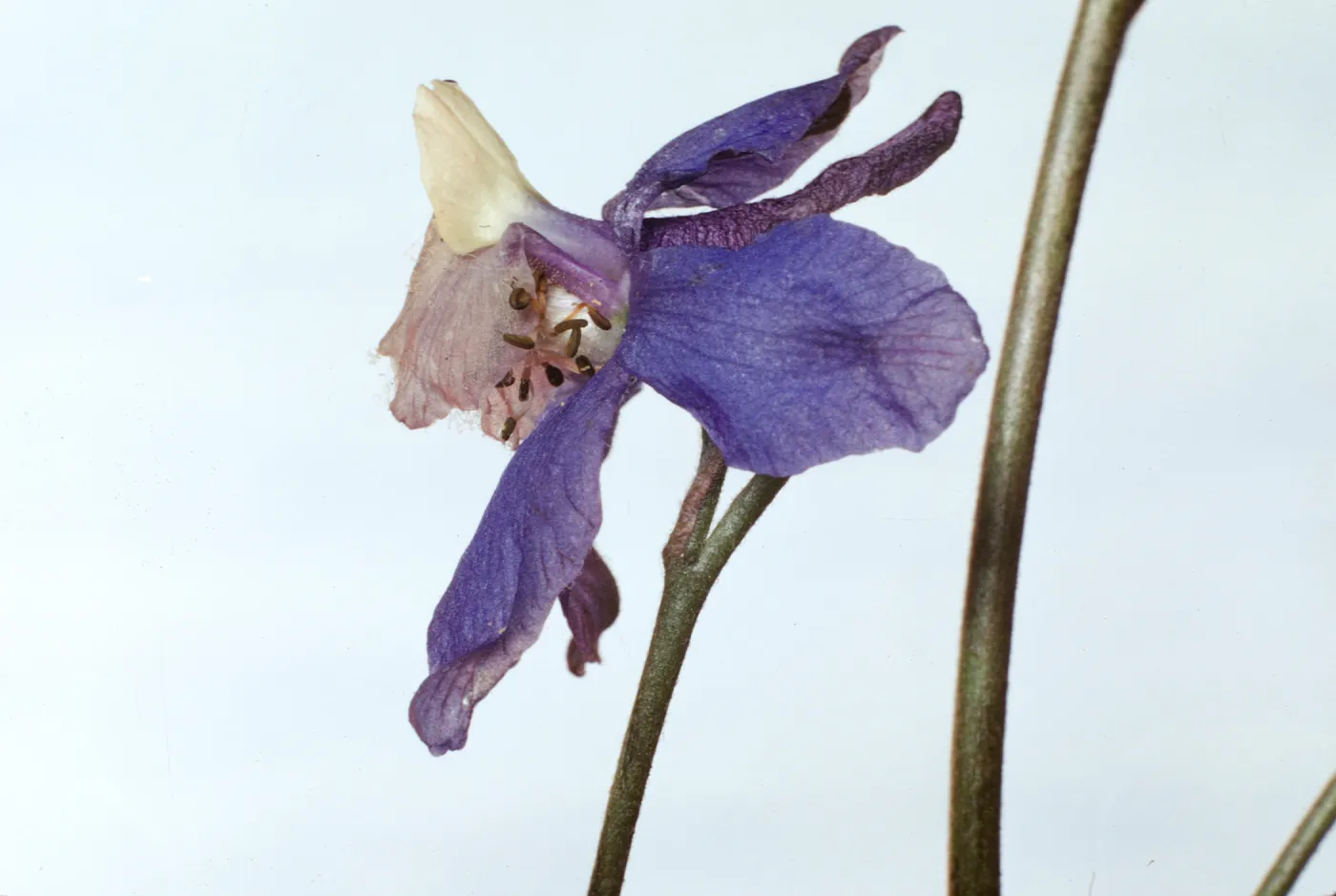 Delphinium parryi