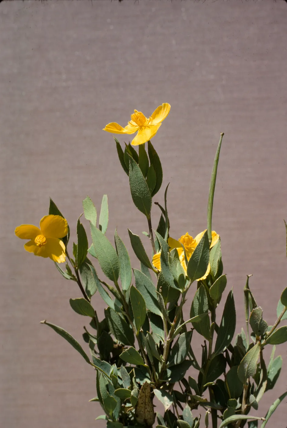 Dendromecon rigida 