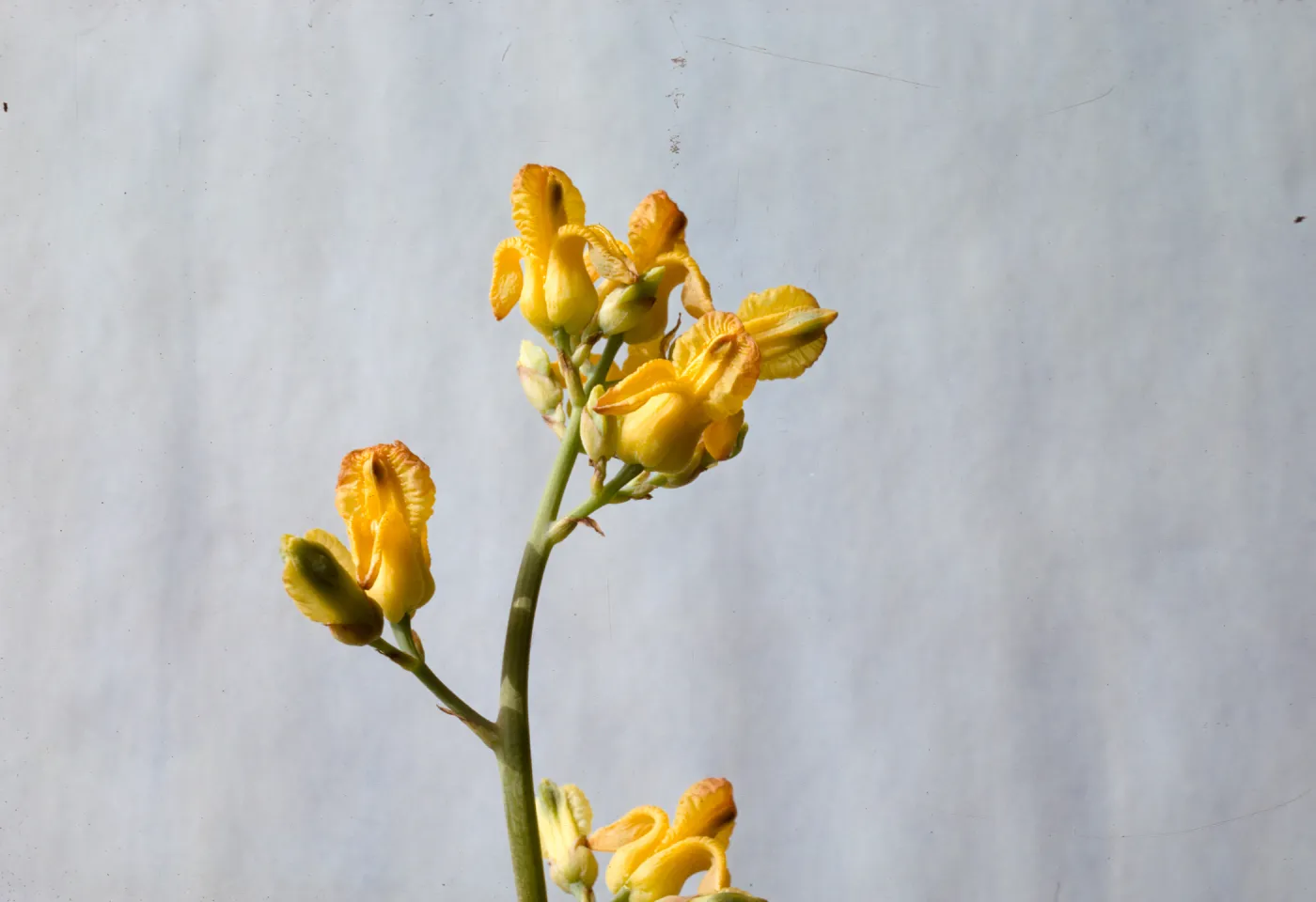 Dicentra chrysantha