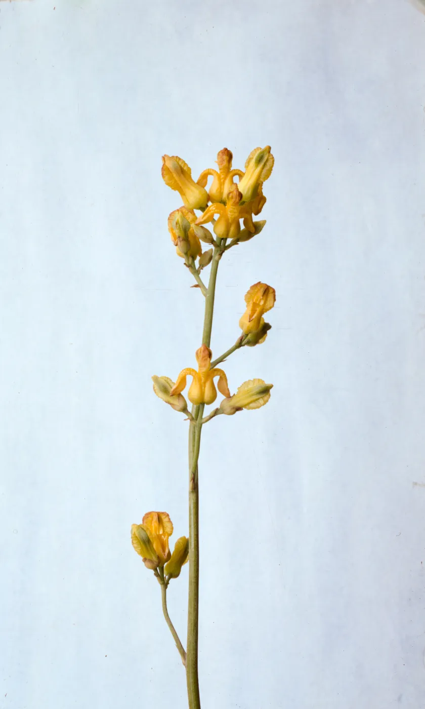 Dicentra chrysantha