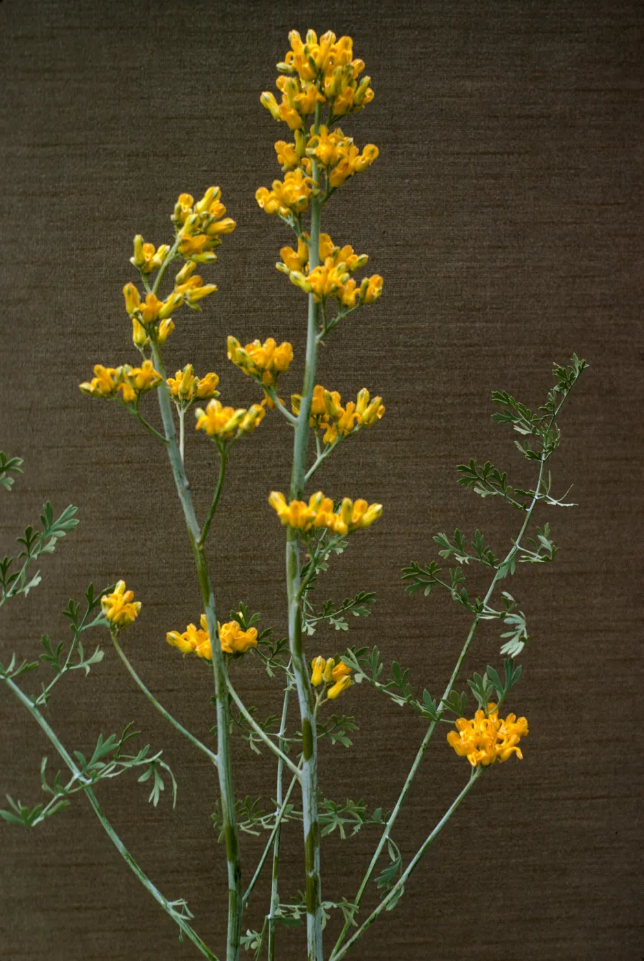 Dicentra chrysantha