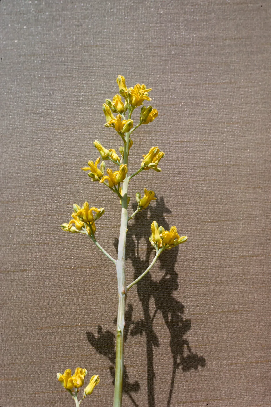 Dicentra chrysantha