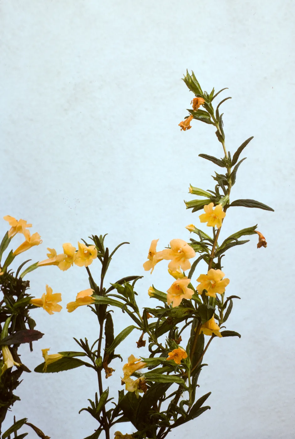 Mimulus aurantiacus ssp. lompocensis