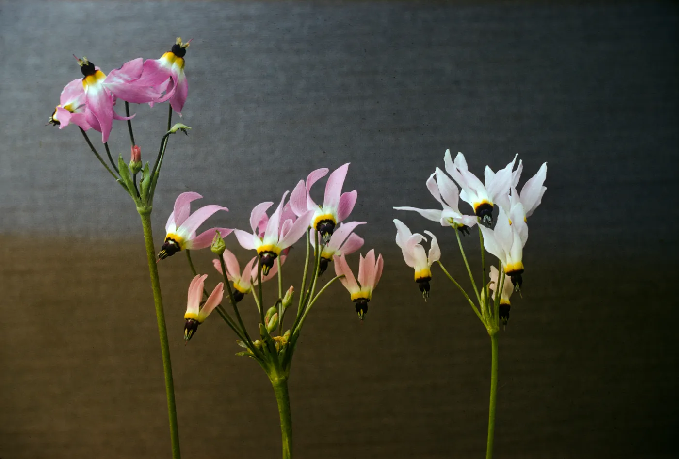 Dodecatheon clevelandii ssp. insulare