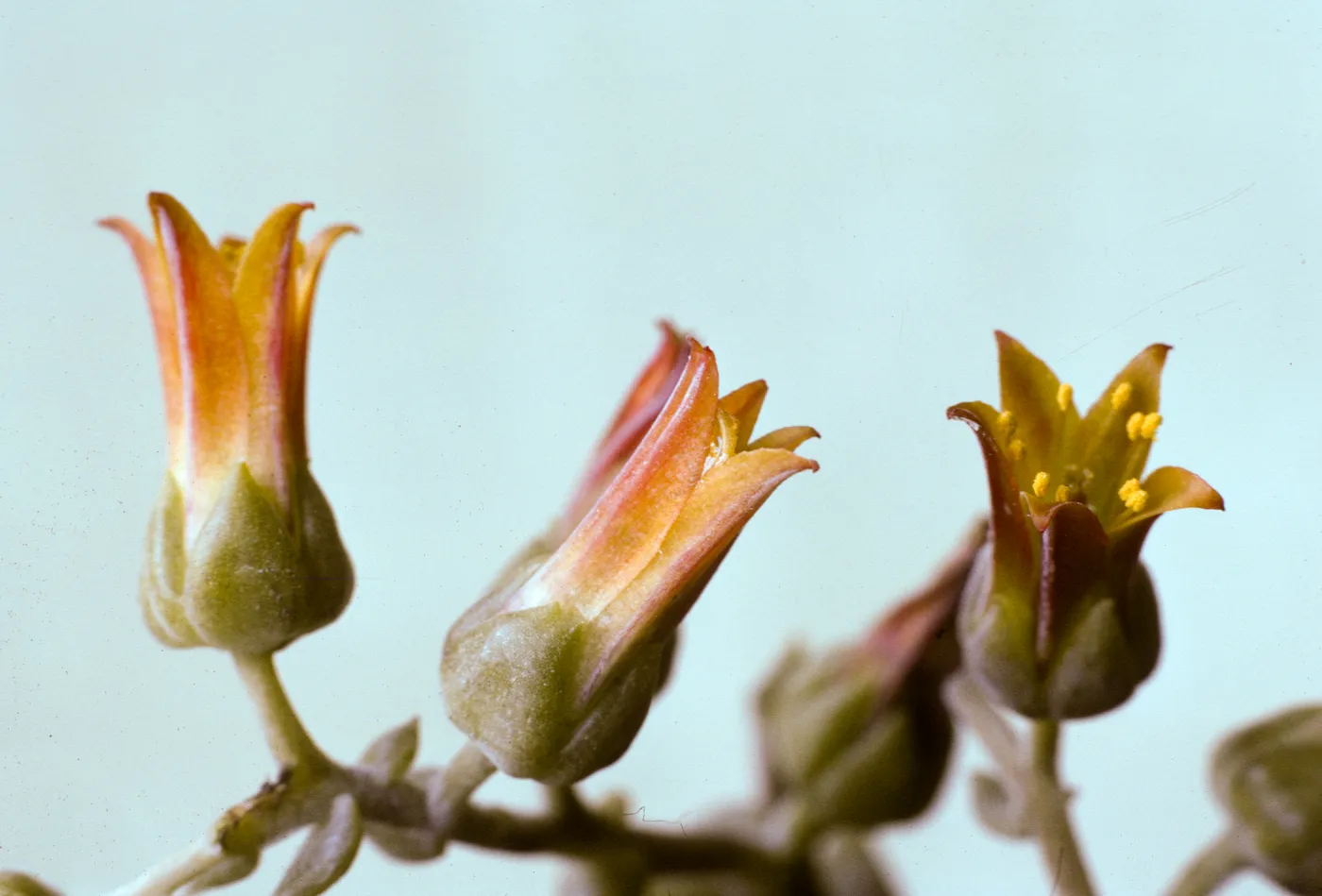 Dudleya lanceolata flowers