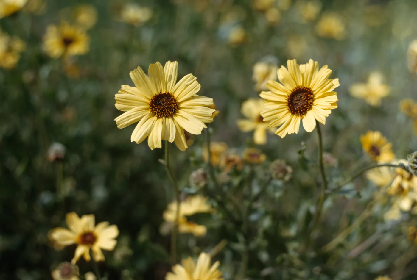 Encelia californica 