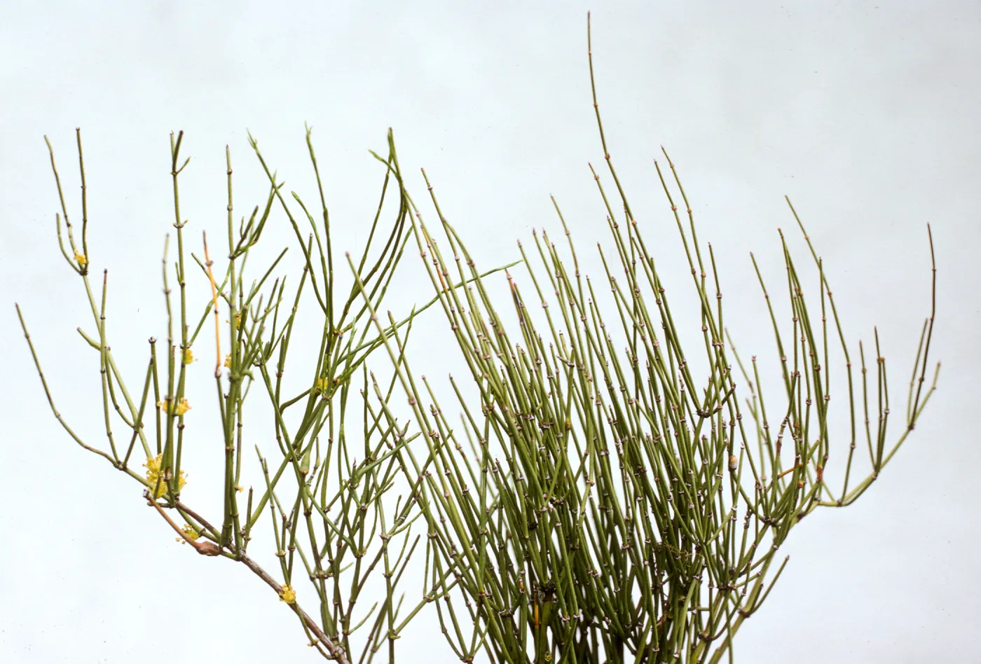 Ephedra viridis