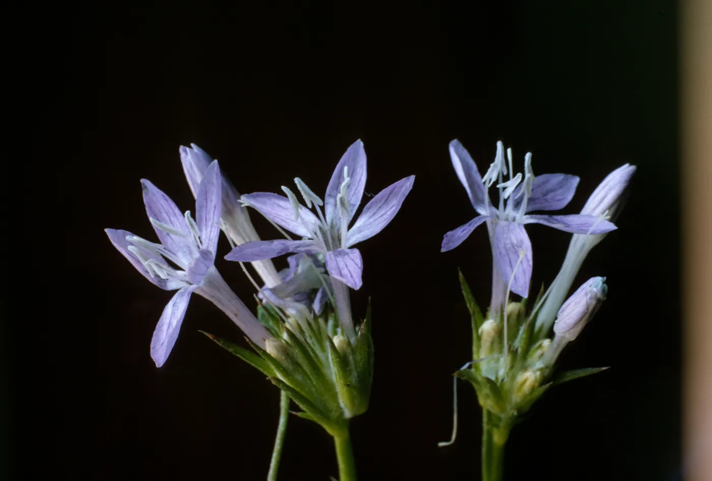 Eriastrum densifolium ssp. austromontanum