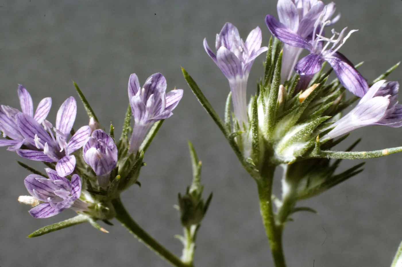 Eriastrum densifolium ssp. austromontanum