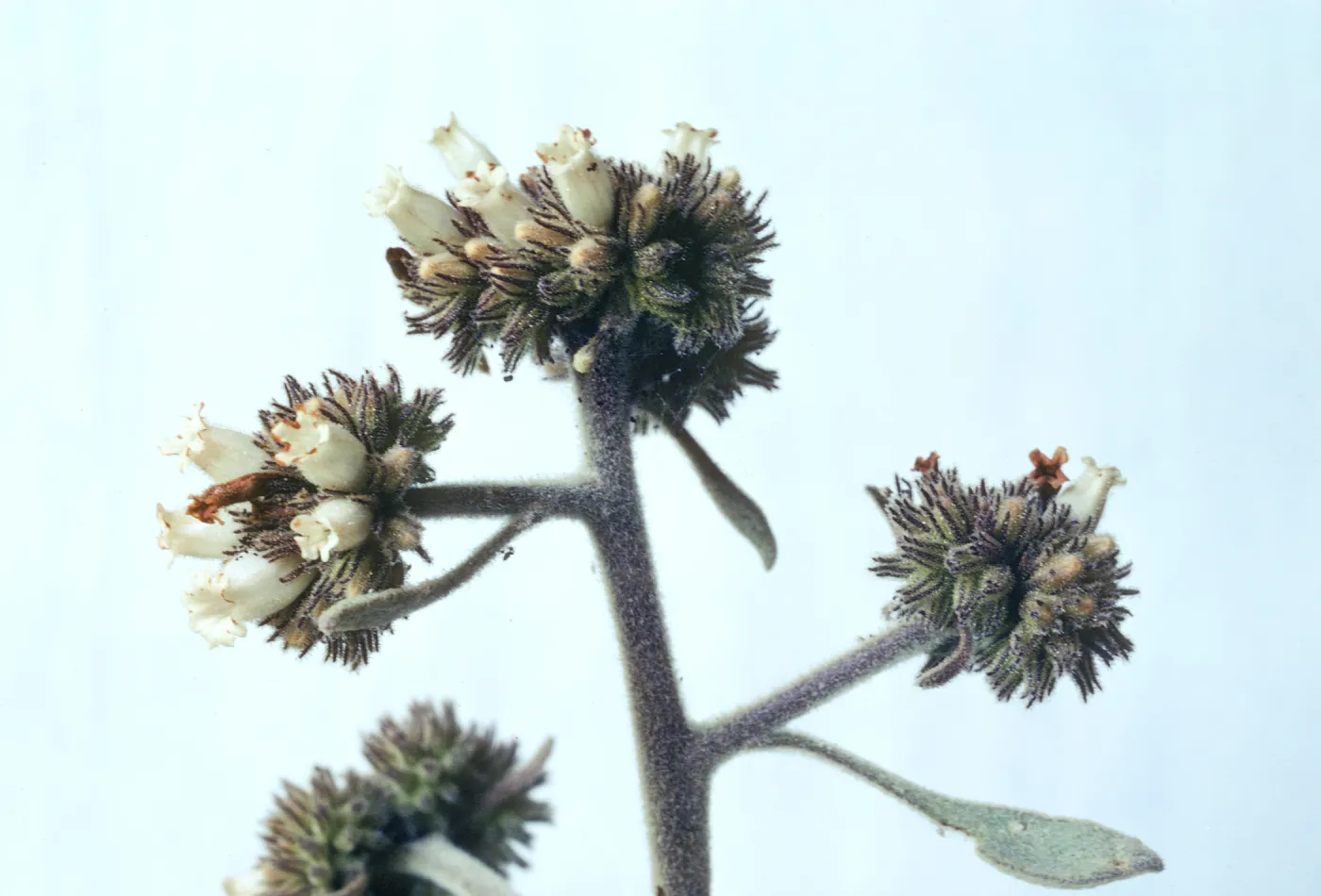 Eriodictyon traskiae