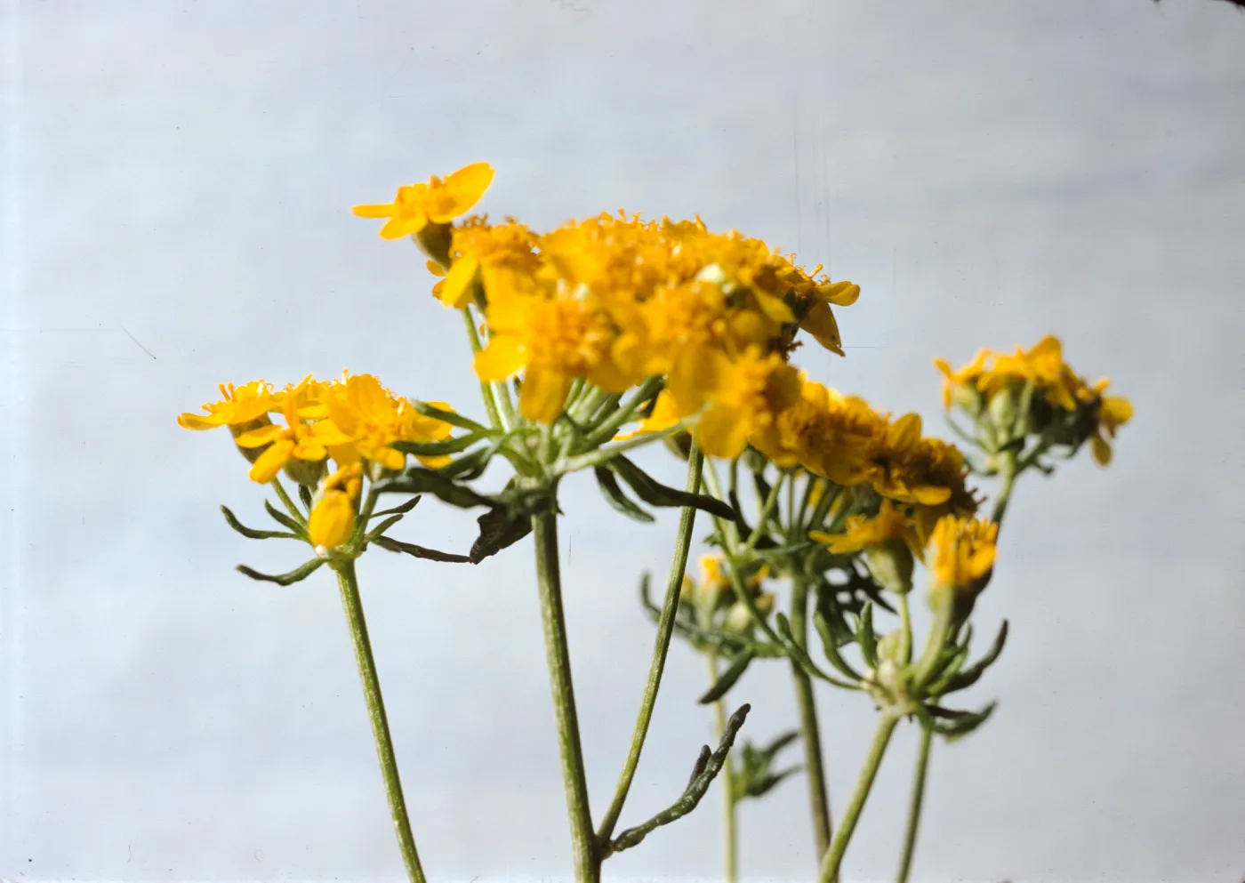 Eriophyllum confertiflorum