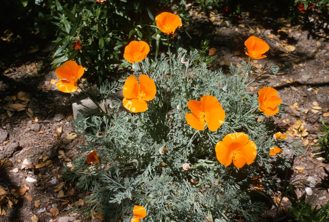 Eschscholzia californica