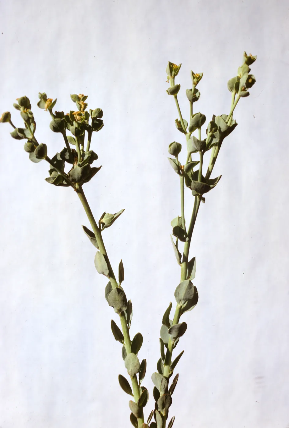 Euphorbia palmeri