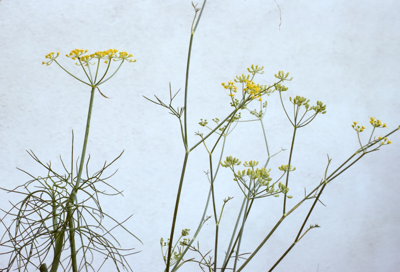 Foeniculum vulgare