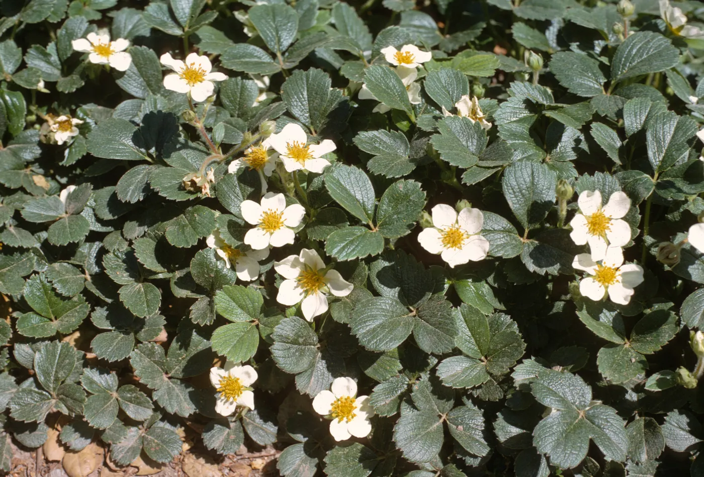 Fragaria chiloensis