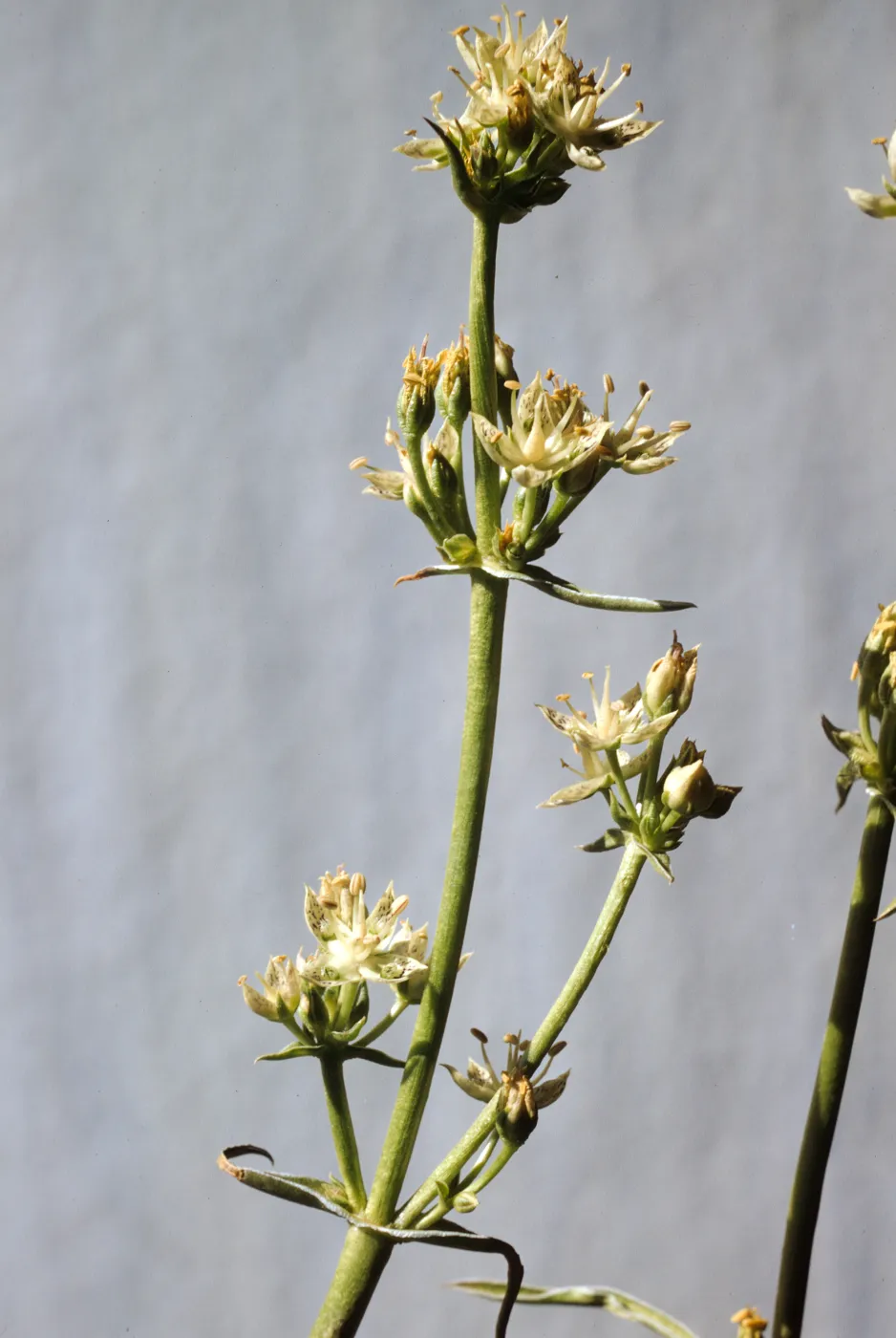 Frasera neglecta