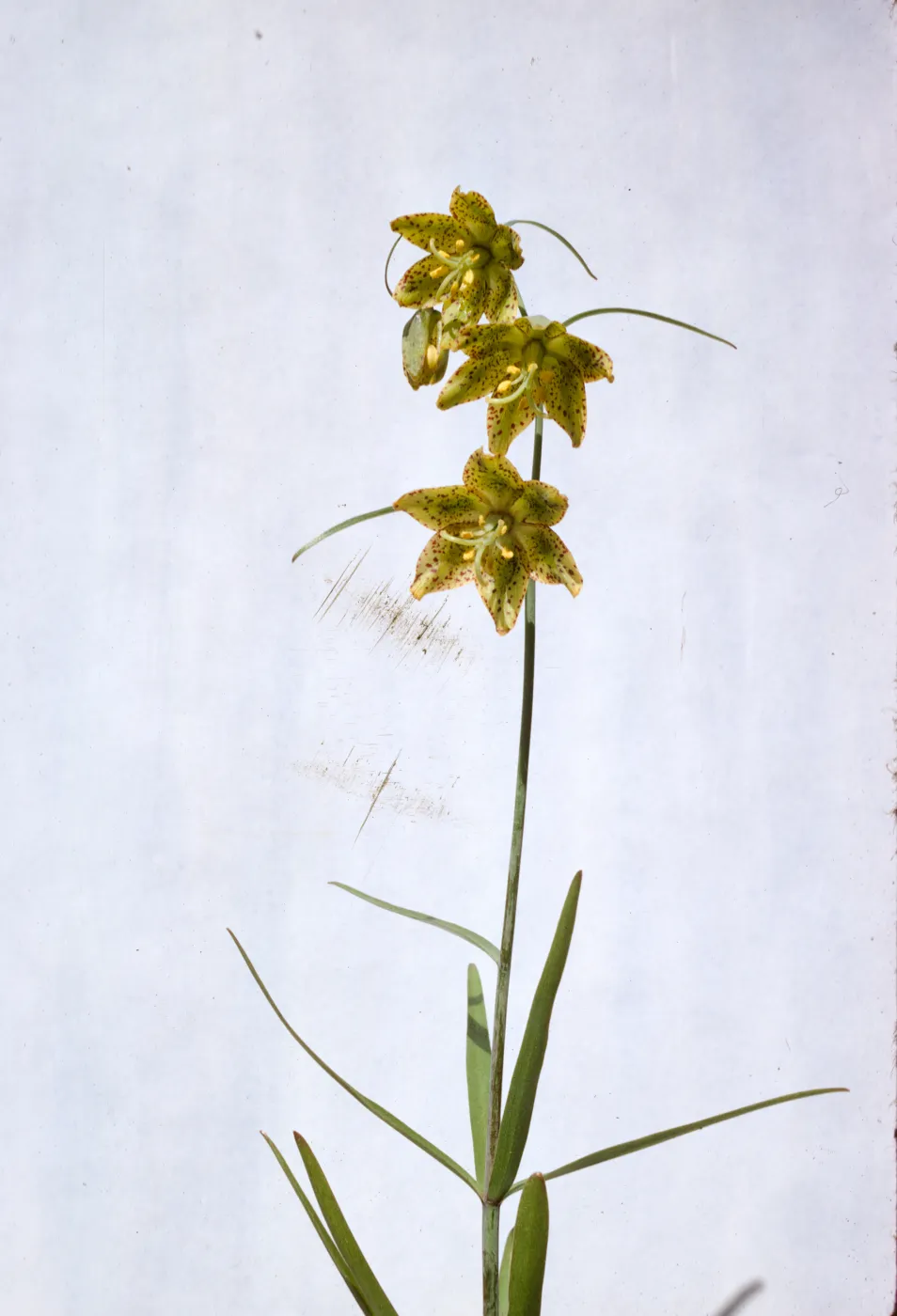 Fritillaria lanceolata