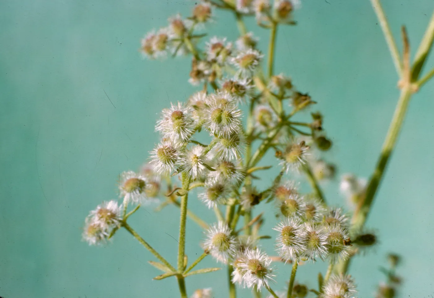 Galium angustifolium var. siccatum