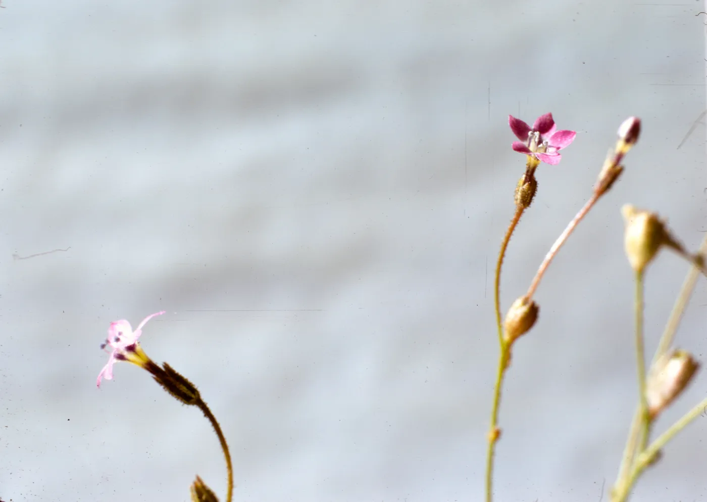 Gilia austro-occidentalis
