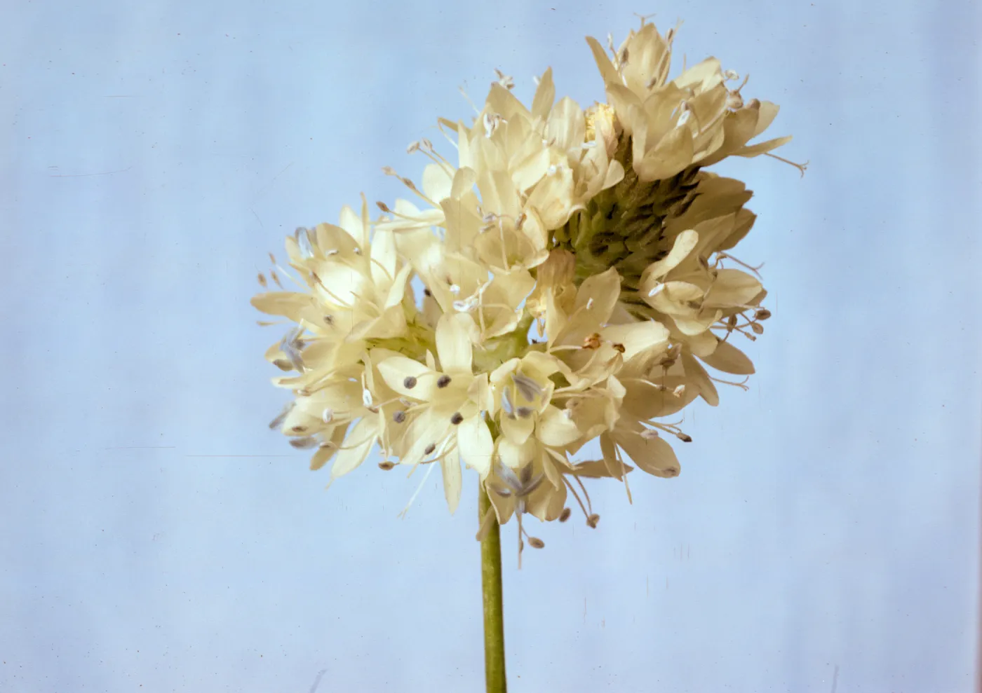 Gilia capitata ssp. abrotanifolia 