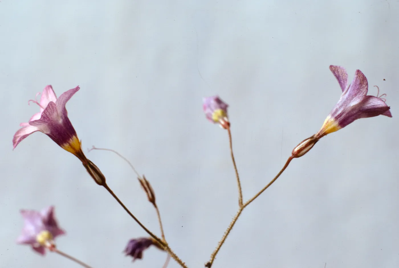 Gilia ochroleuca ssp. bizonata 