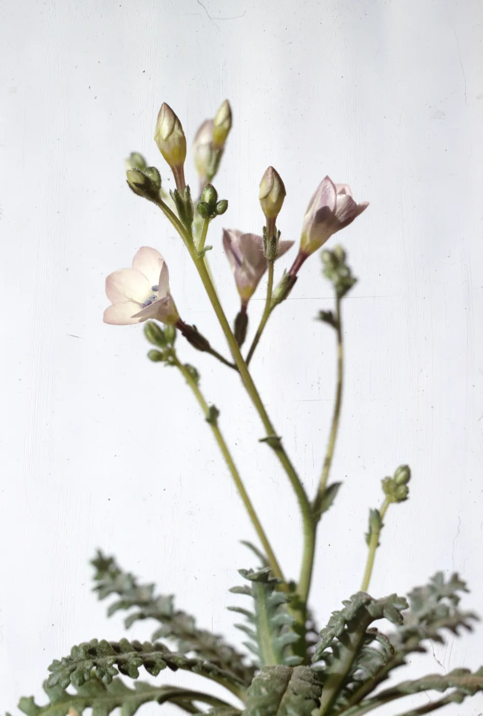 Gilia latiflora ssp. cuyamensis