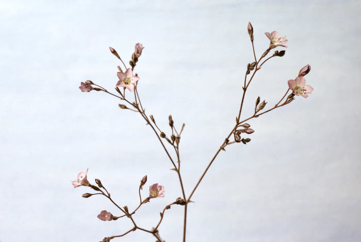 Gilia latiflora ssp. cuyamensis