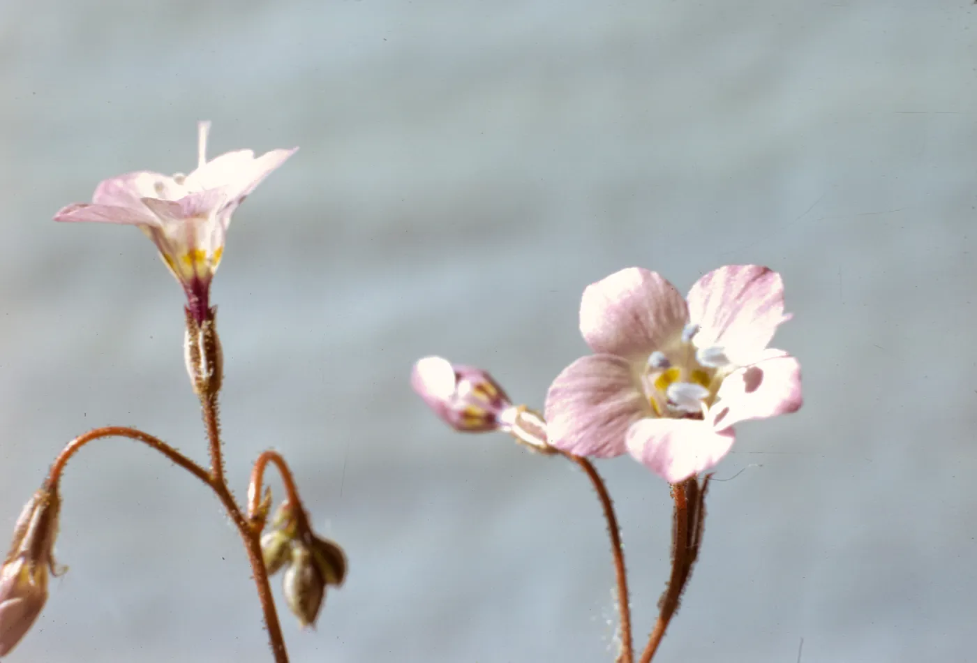 Gilia latiflora ssp. cuyamensis