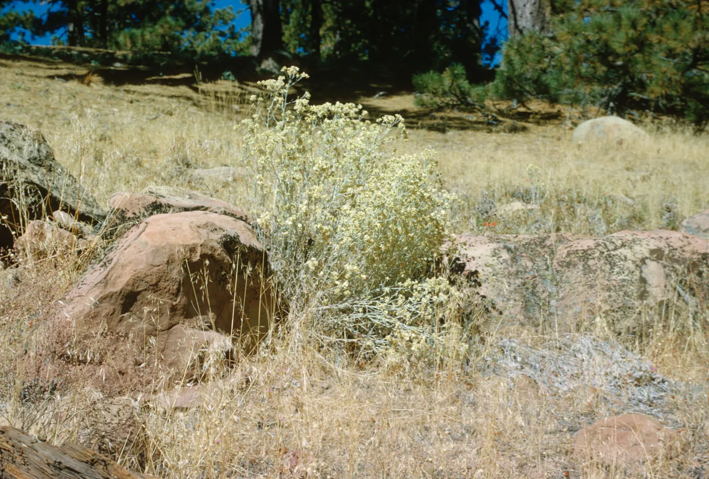 Gnaphalium