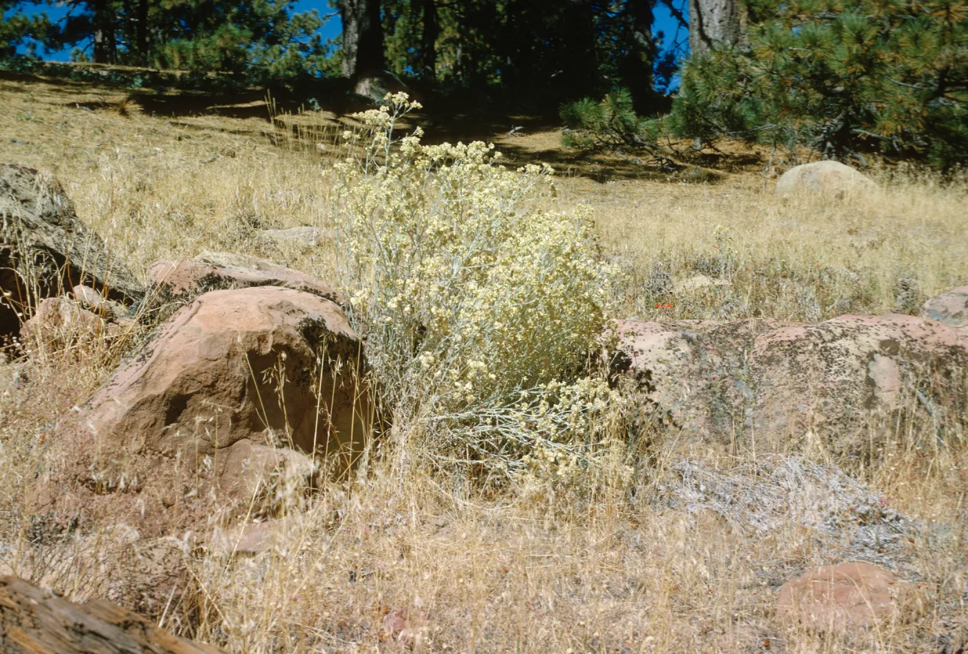Gnaphalium