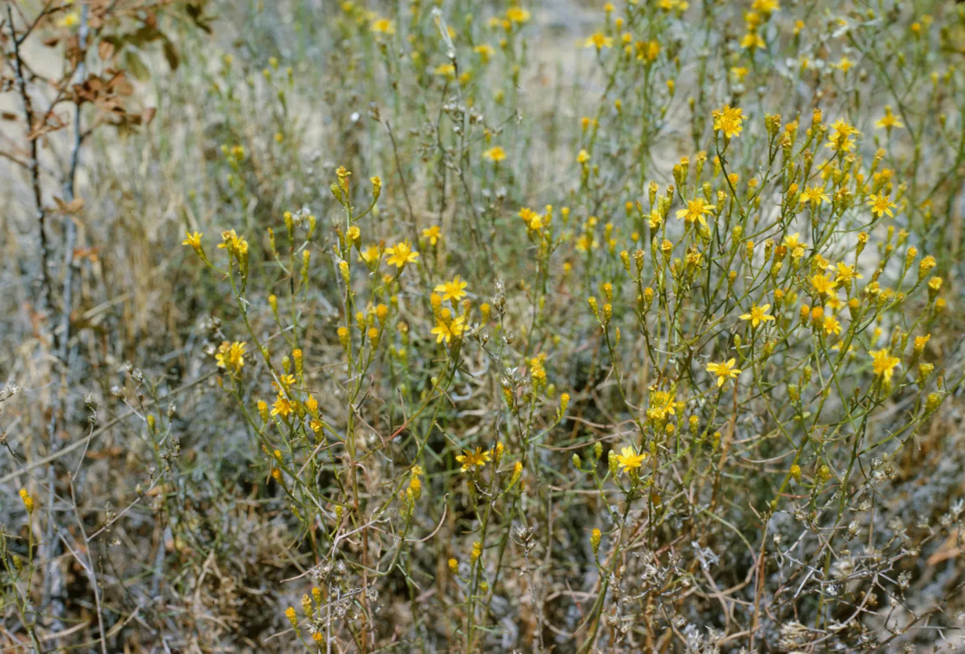 Gutierrezia californica