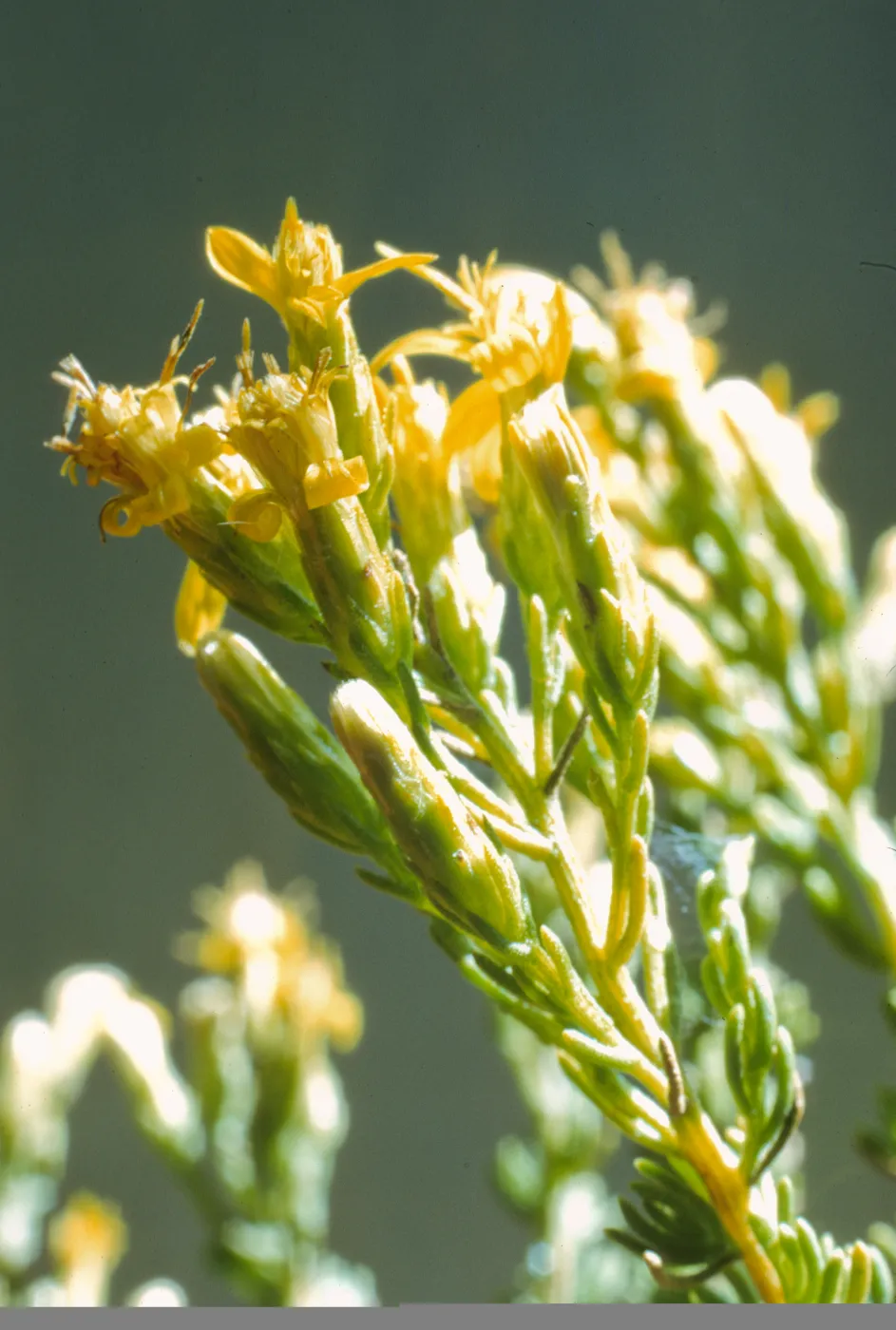 Haplopappus ericoides ssp. blakei 