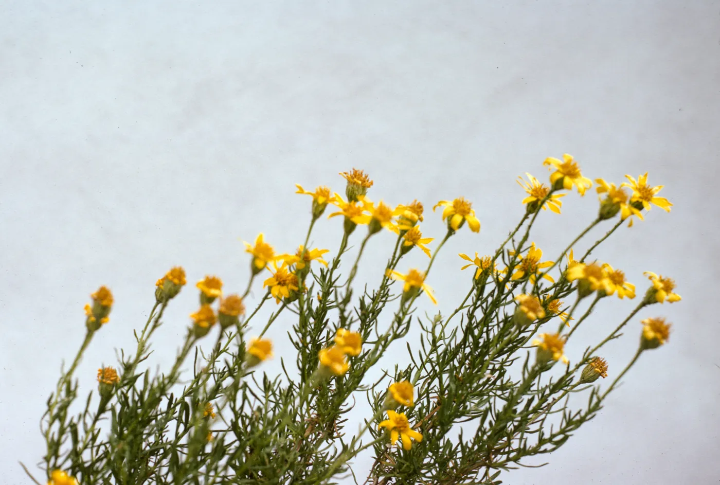 Haplopappus linearifolius