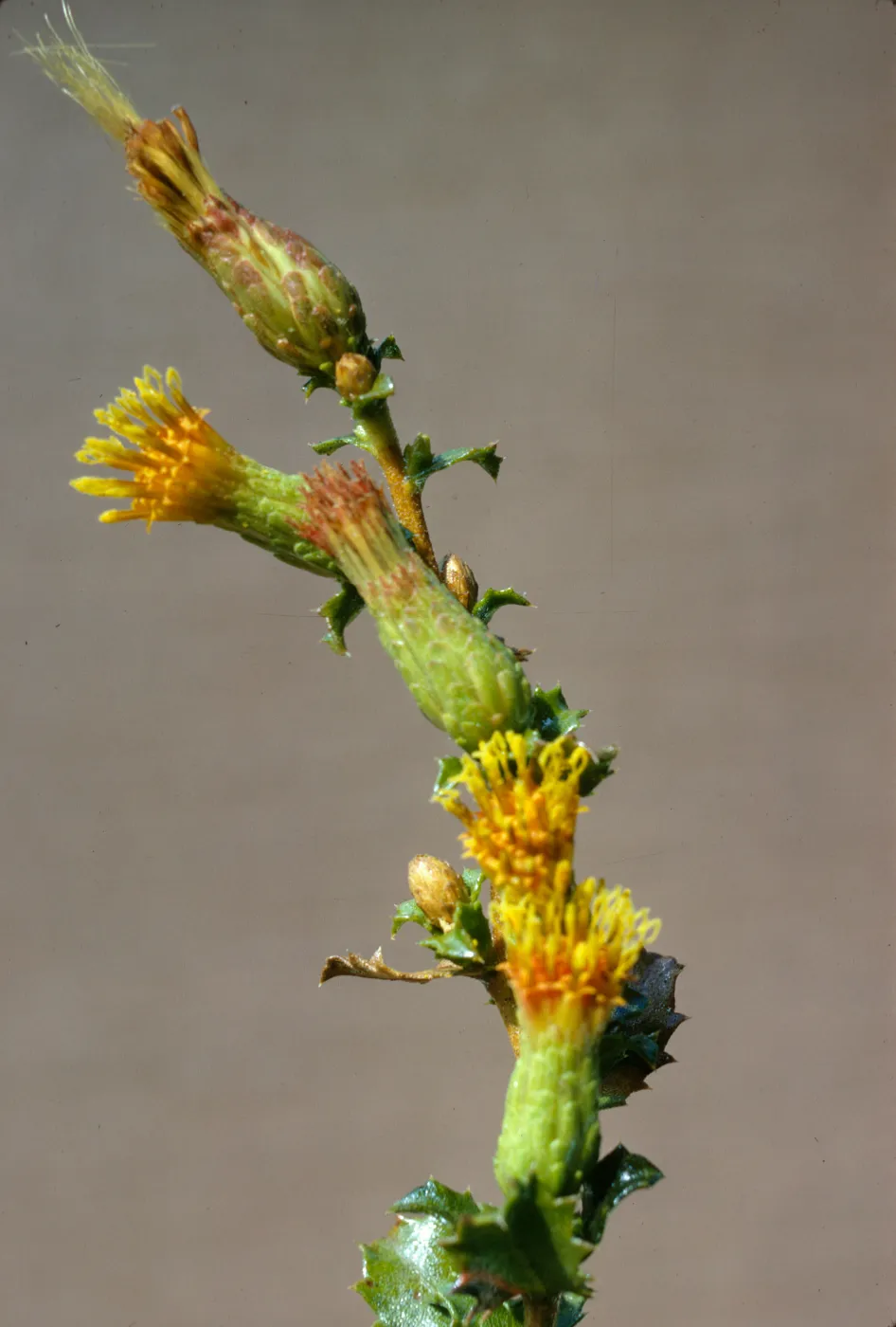 Haplopappus squarrosus ssp. obtusus