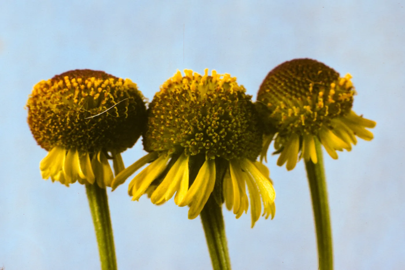 Helenium puberulum