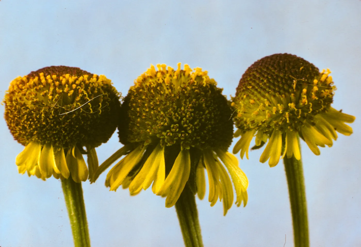Helenium puberulum
