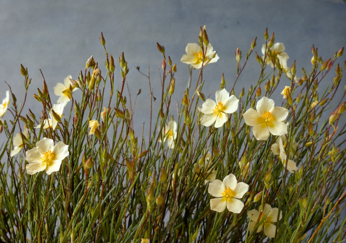 Helianthemum scoparium