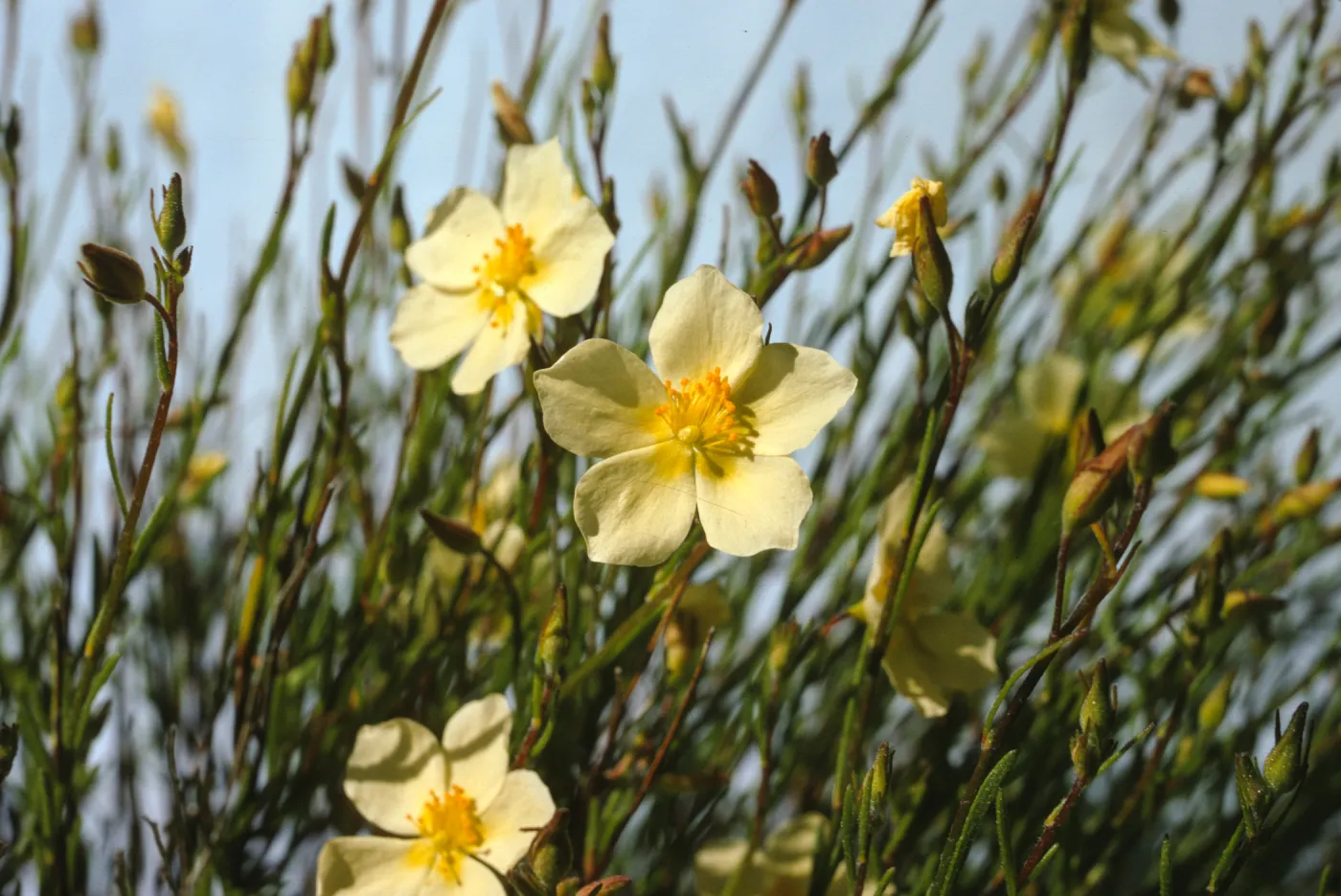 Helianthemum scoparium