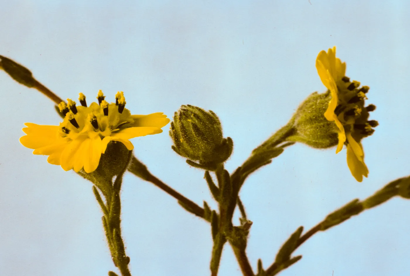 Hemizonia paniculata ssp. increscens