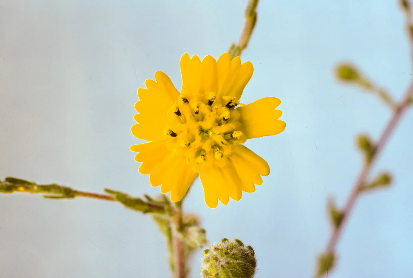 Hemizonia paniculata ssp. increscens