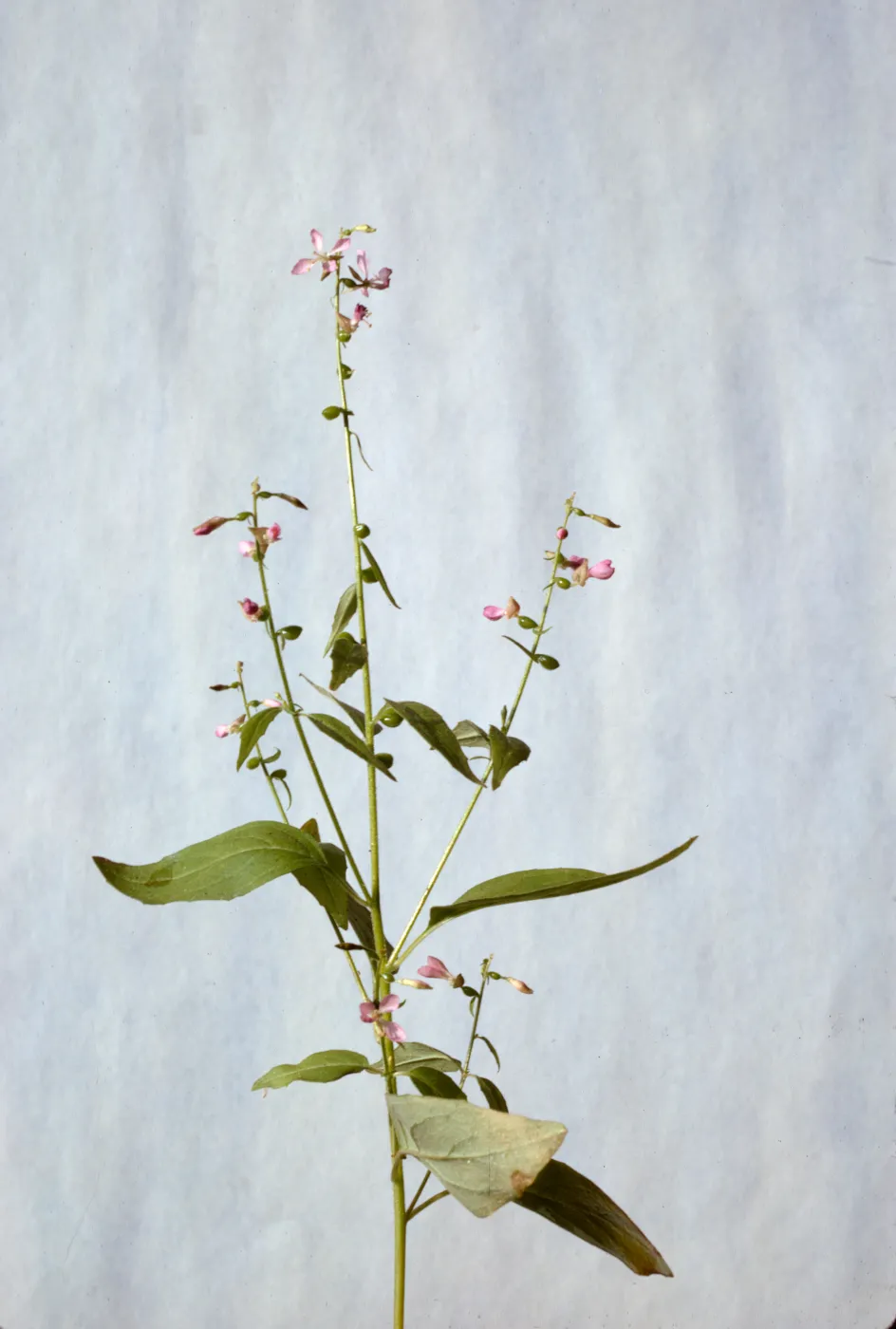 Heterogaura heterandra
