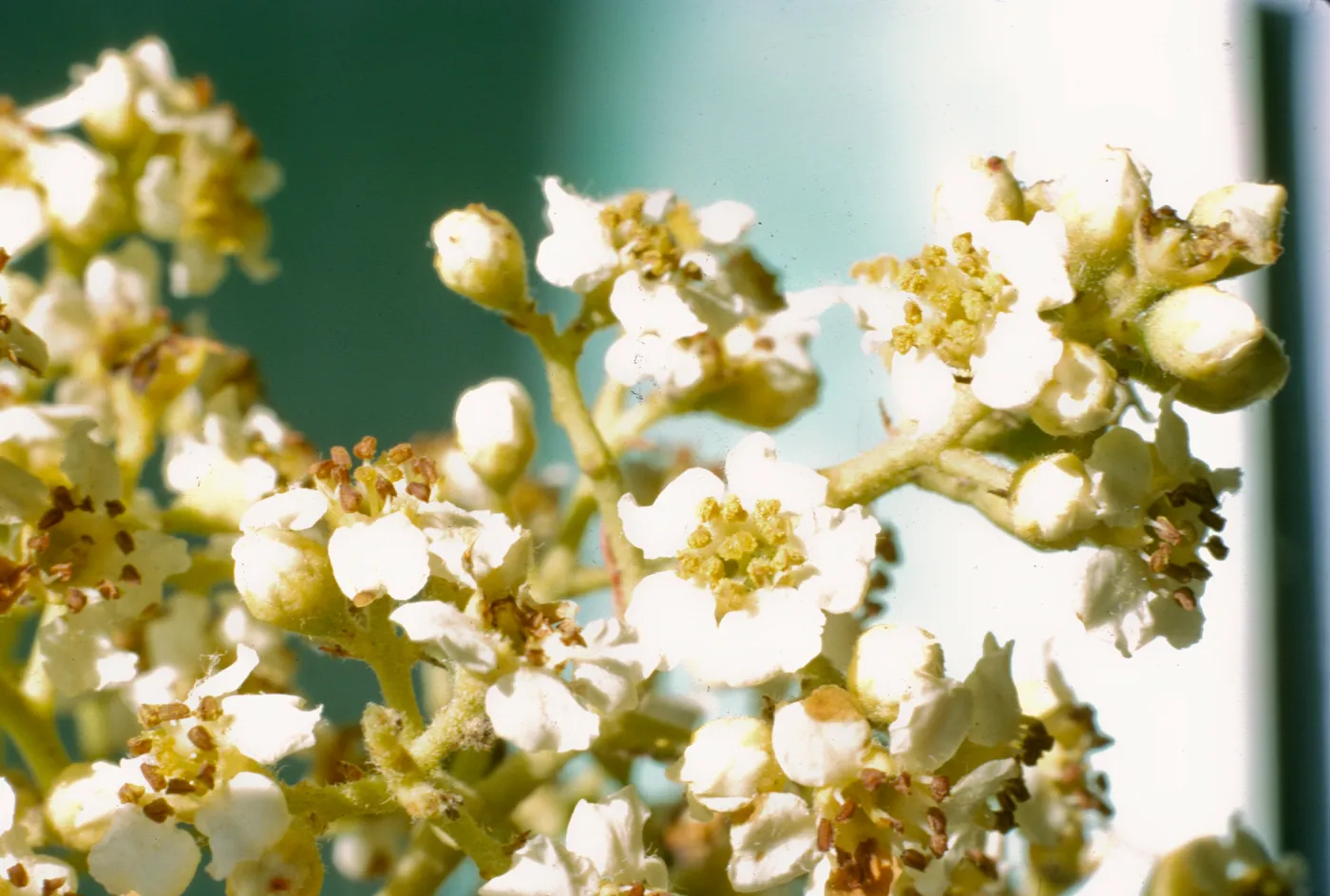 Heteromeles arbutifolia flowers